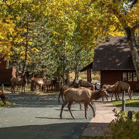 Rams Horn Village Resort Estes Park Exteriér fotografie