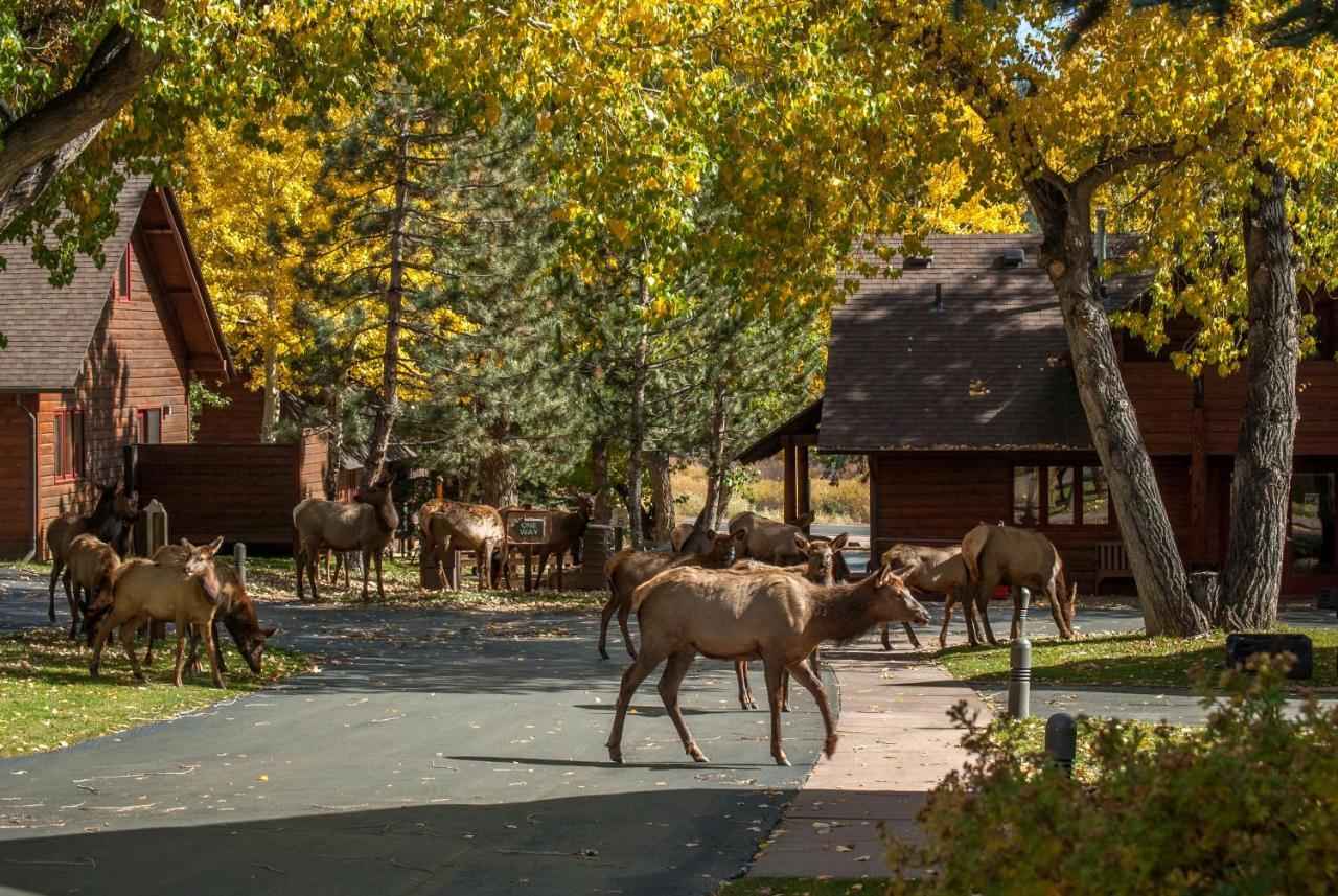 Rams Horn Village Resort Estes Park Exteriér fotografie